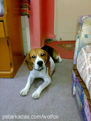 rex Erkek Beagle