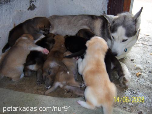 mişaa Dişi Sibirya Kurdu (Husky)