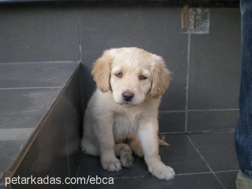 paşa Erkek Golden Retriever