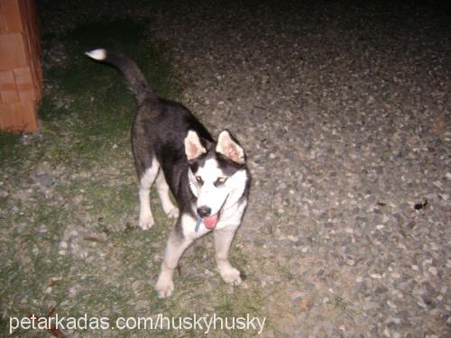 gümüş Dişi Sibirya Kurdu (Husky)