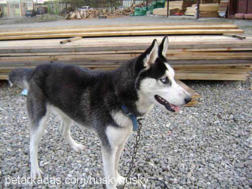 gümüş Dişi Sibirya Kurdu (Husky)