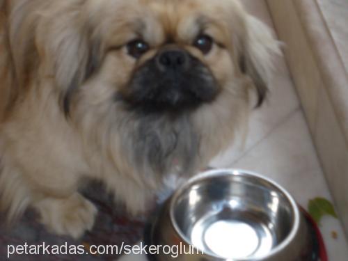 tombiş Erkek Pekingese