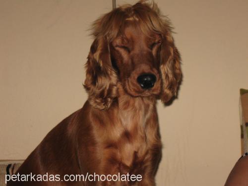 pety Dişi İngiliz Cocker Spaniel