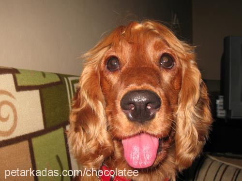 pety Dişi İngiliz Cocker Spaniel