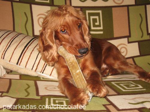 pety Dişi İngiliz Cocker Spaniel