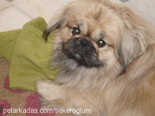 tombiş Erkek Pekingese