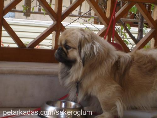 tombiş Erkek Pekingese