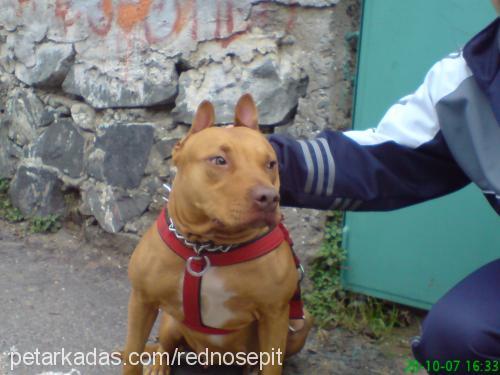 leydi Dişi Amerikan Pitbull Terrier