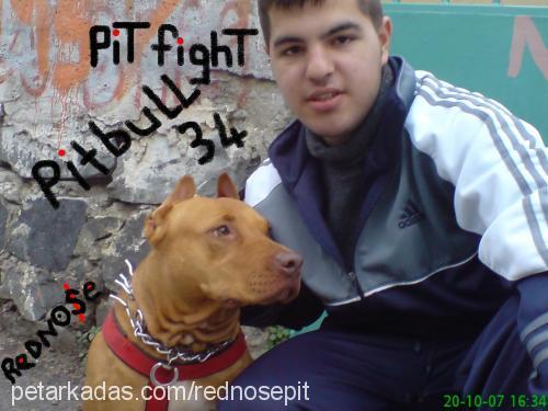 leydi Dişi Amerikan Pitbull Terrier