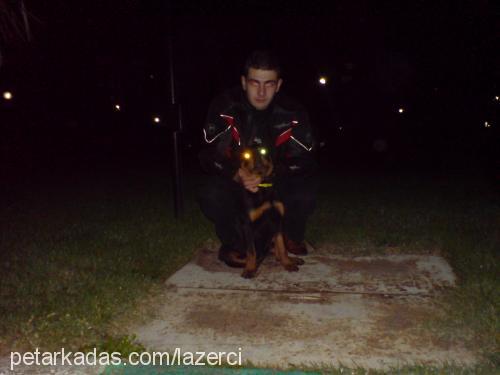 alex Dişi Rottweiler