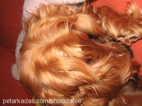 pety Dişi İngiliz Cocker Spaniel