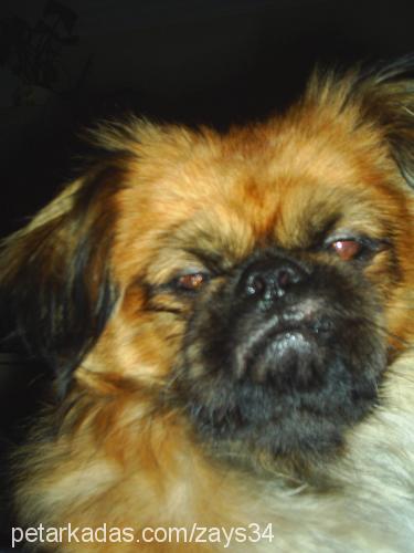 pierreosman Erkek Pekingese