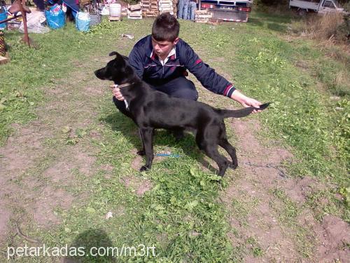 zeytin Dişi Belçika Groenendael