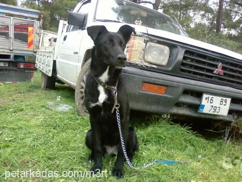 zeytin Dişi Belçika Groenendael