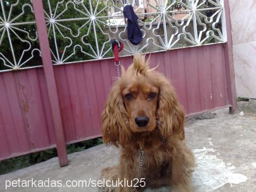 şımarık Erkek İngiliz Cocker Spaniel