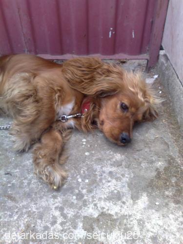 şımarık Erkek İngiliz Cocker Spaniel