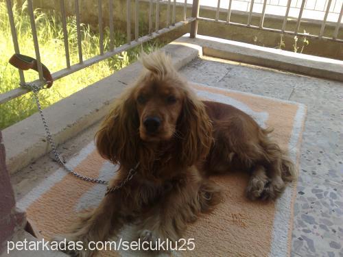 şımarık Erkek İngiliz Cocker Spaniel