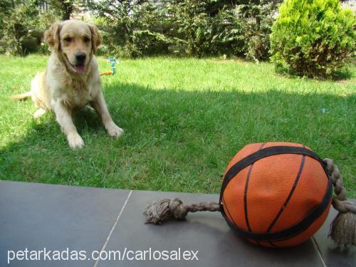 Carlos Erkek Golden Retriever