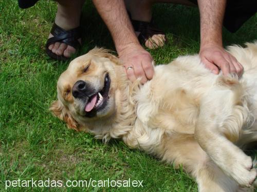 Carlos Erkek Golden Retriever