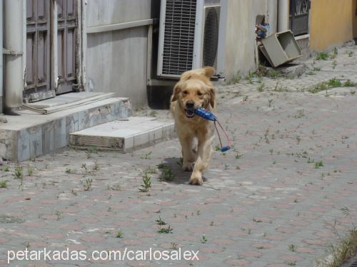 Carlos Erkek Golden Retriever