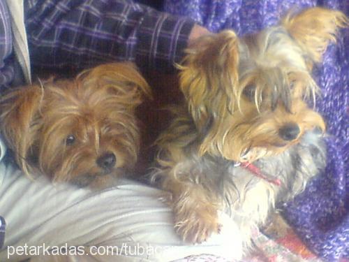 daİsy Dişi Yorkshire Terrier