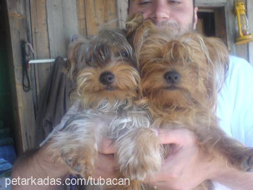 daİsy Dişi Yorkshire Terrier