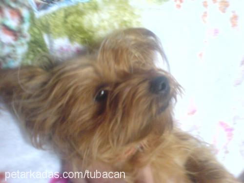 daİsy Dişi Yorkshire Terrier