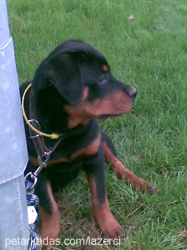 alex Dişi Rottweiler