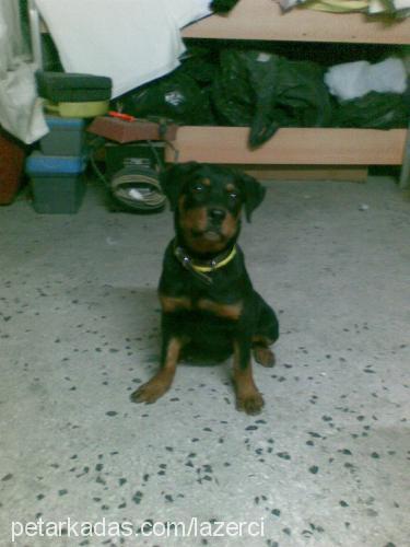 alex Dişi Rottweiler