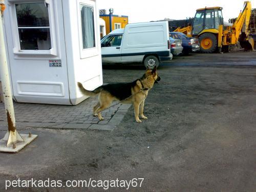 tom Erkek Alman Çoban Köpeği