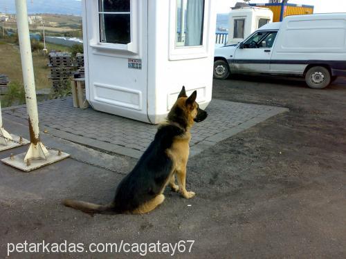 tom Erkek Alman Çoban Köpeği