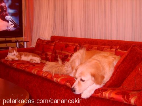 nina Dişi Golden Retriever