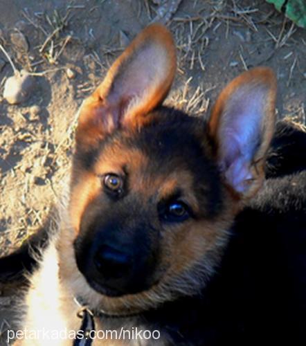 sezar Erkek Alman Çoban Köpeği