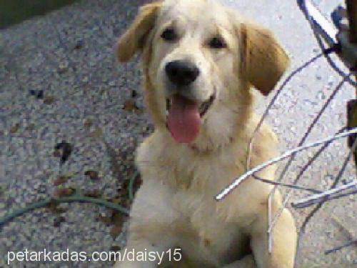 daisy Dişi Golden Retriever