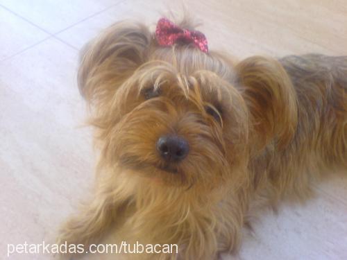 daİsy Dişi Yorkshire Terrier