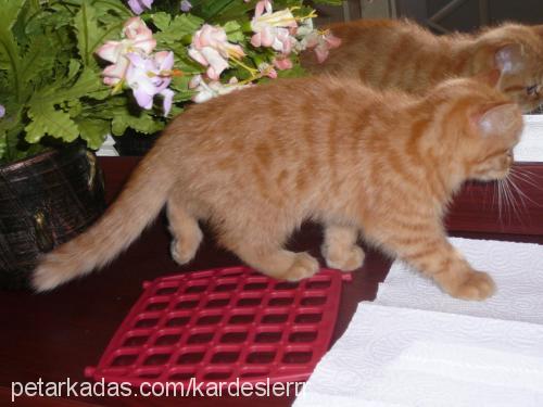 tarcın Erkek British Shorthair