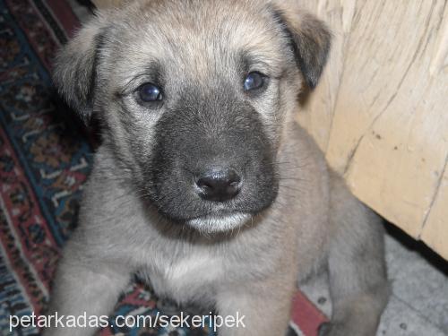 oscar Erkek Kangal