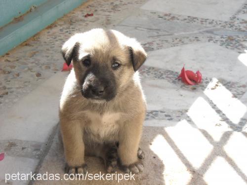 oscar Erkek Kangal