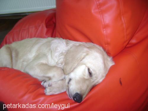 leydi Dişi Golden Retriever