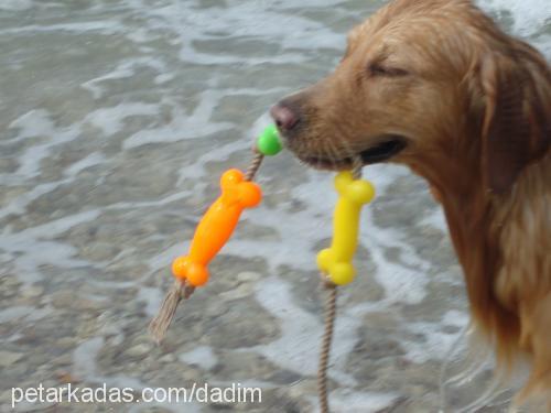 dadi Erkek Golden Retriever