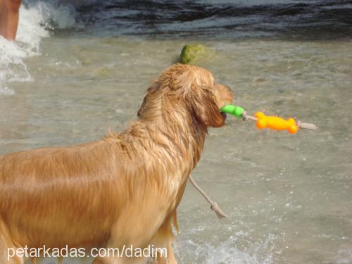 dadi Erkek Golden Retriever