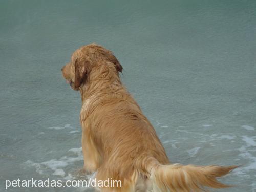 dadi Erkek Golden Retriever