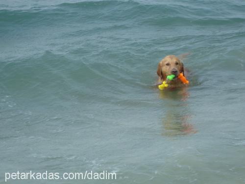 dadi Erkek Golden Retriever