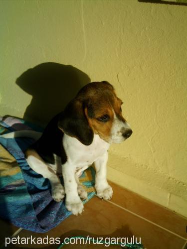 badem Dişi Beagle