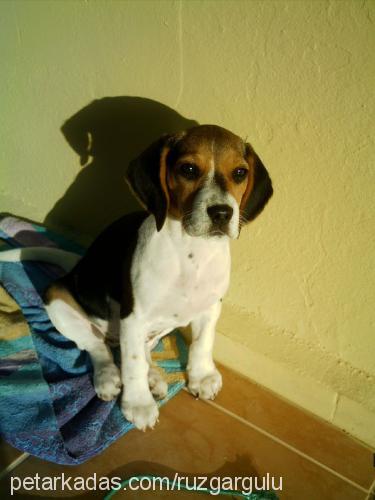 badem Dişi Beagle