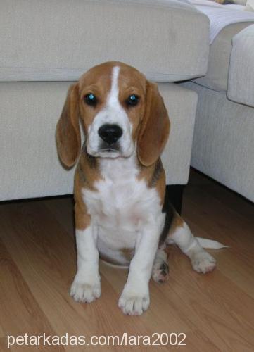 şeker Dişi Beagle