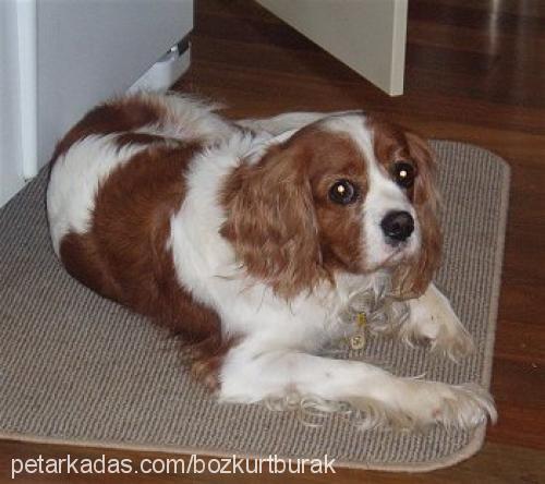 coffee Dişi King Charles Spaniel