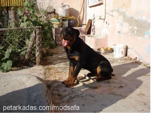 kanki Erkek Rottweiler