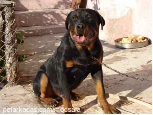 kanki Erkek Rottweiler