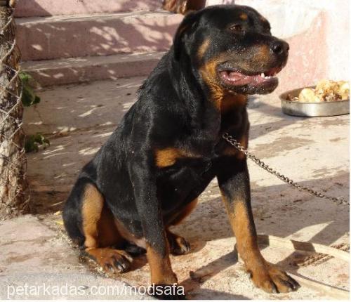 kanki Erkek Rottweiler